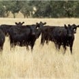 Cattle