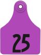 Allflex Global Large Numbered Female Ear Tags with Buttons - Purple - 151 - 175